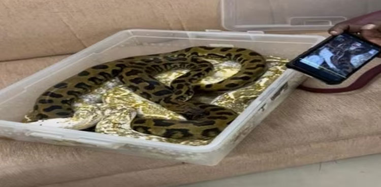 WATCH: 22 snakes, chameleon recovered from woman’s luggage