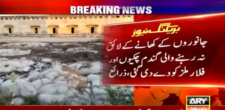 Sindh govt supplies 'substandard' wheat to flour mills