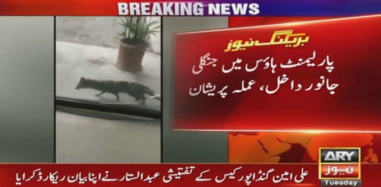 Video: Wild animal enters parliament house