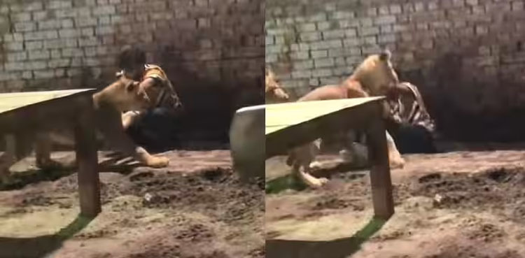 Viral video: Two angry lions attack their owner