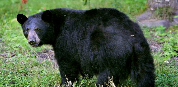 Bear devours 60 cupcakes after scaring bakery staff