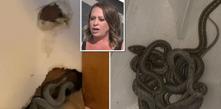 US woman finds snakes inside walls of her new home