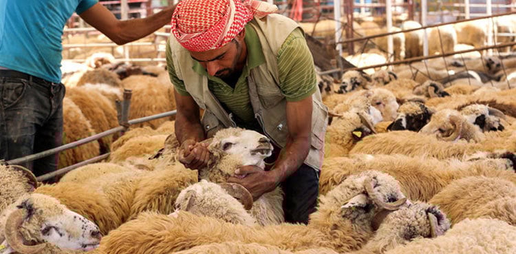 Five sacrifice animals stolen in Karachi's Orangi Town