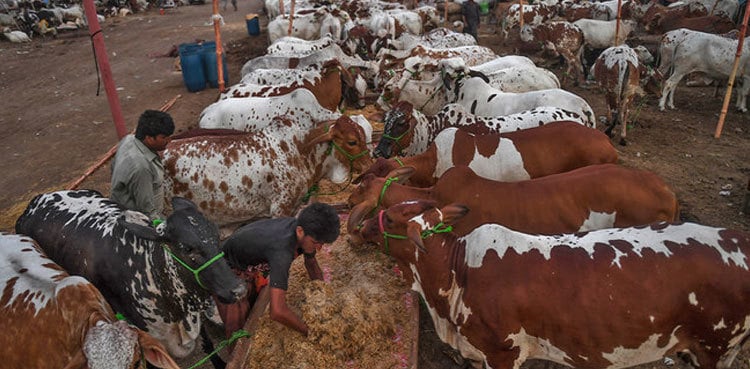 Eidul Adha 2023: Here’s the list of cattle markets to be established in Karachi