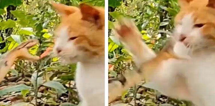 VIDEO: Cat takes down snake with single swipe