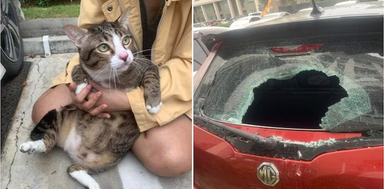 Cat crashes into car window after falling from 6th floor, survives