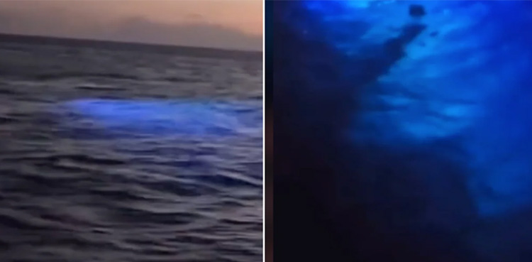 Fishermen record footage of mysterious creature in Puerto Rico