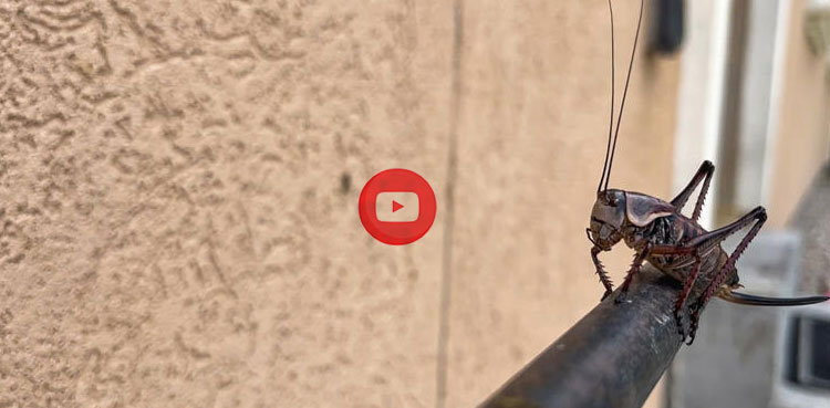 'Cannibalistic' Mormon cricket invasion leaves people 'prisoners in their homes'