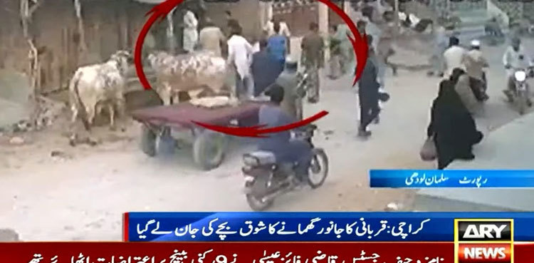 Karachi boy killed after taking sacrificial bull for a stroll