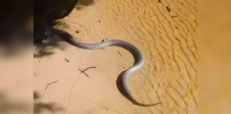 Viral: Man documents thrilling encounter with a ‘rainbow snake’