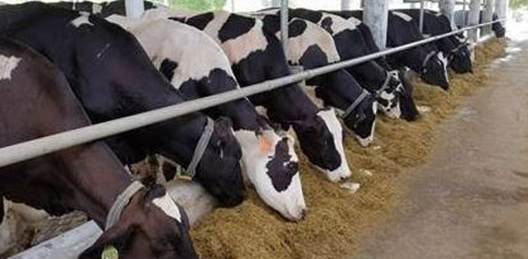 Dairy, cattle farmers protest against ‘entry tax on animals’ in Karachi
