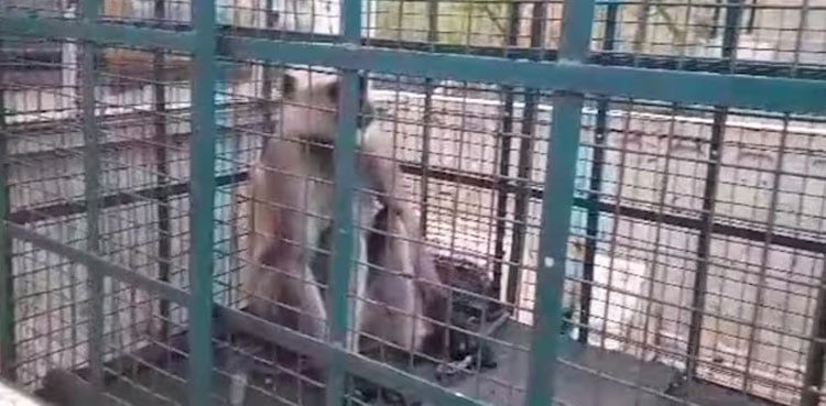 Langur monkey spreads terror for two weeks