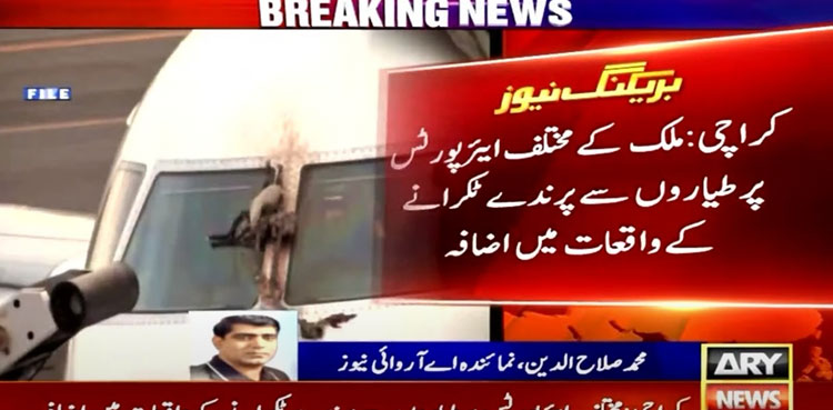 Over 60 planes affected by bird strikes in Pakistan this year: report