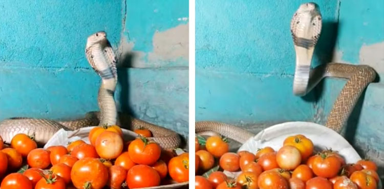 Viral video: Cobra ‘guards’ tomatoes amid skyrocketing prices