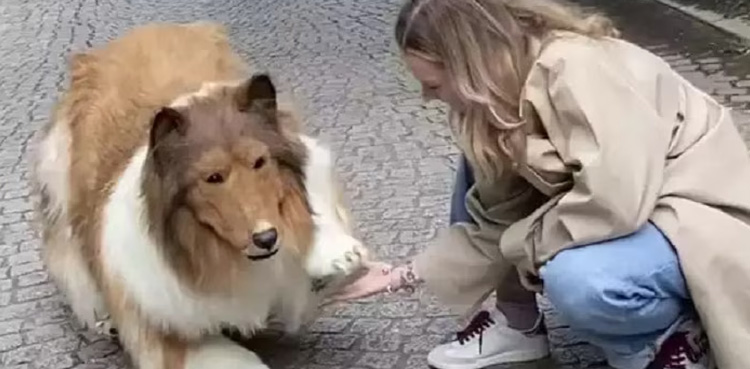 Watch: Man spends Rs 4m to transform himself into ‘Human Dog’