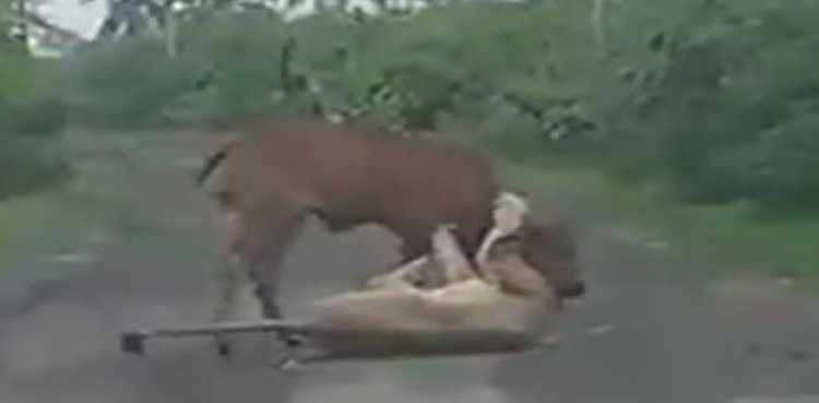WATCH: Farmer chases away lion to save his cow