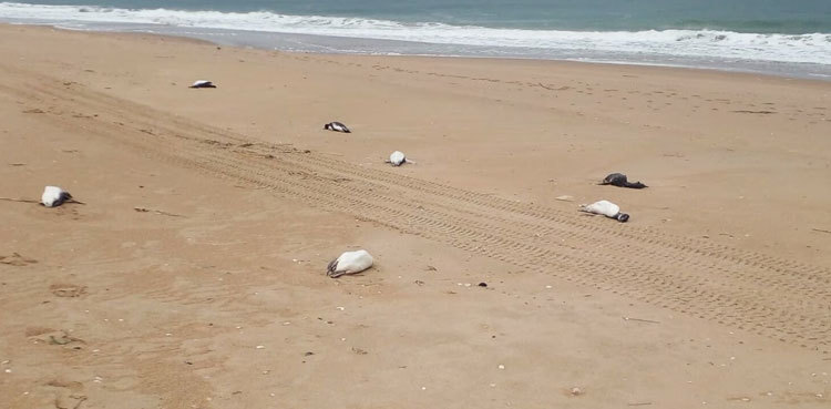 Around 2,000 penguins wash up dead on Uruguay coast