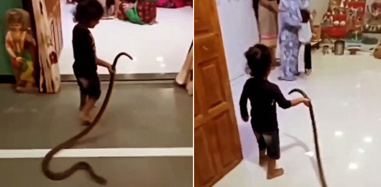 Viral video: Little girl brings snake to home, leaves everyone scared