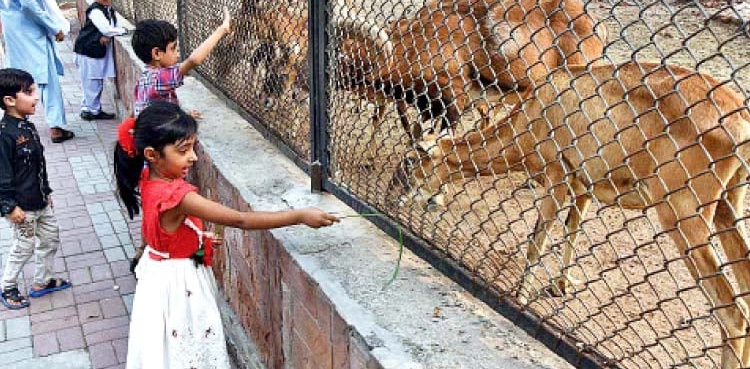 Punjab govt plans world-class zoos in major cities across Pakistan