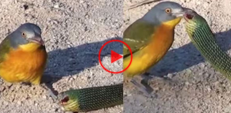 Bird rips out snake's eye in fierce fight, video goes viral