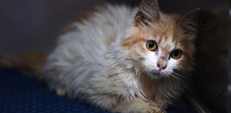 Cat kills 15-day-old baby by dropping it from roof