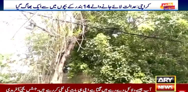 Monkey escapes from Karachi City Court during hearing