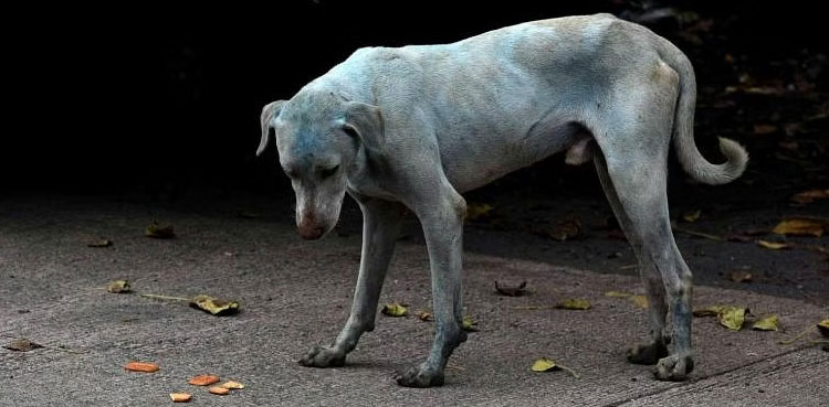 Rabies-infected girl bites, scratches 40 persons