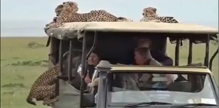 WATCH: Cheetahs jump on safari vehicle, enjoy ride with visitors