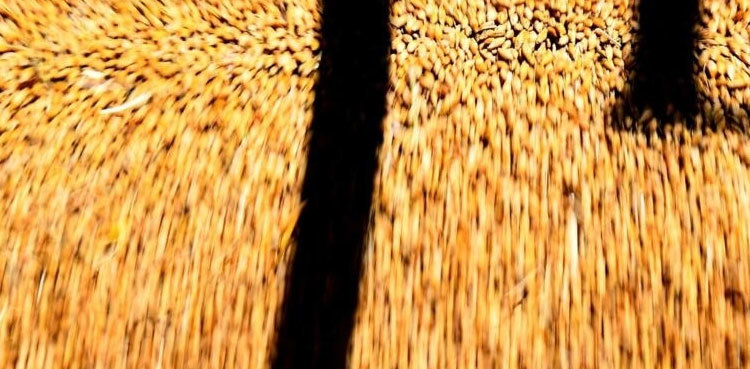 China says it will remove tariffs on Australian barley