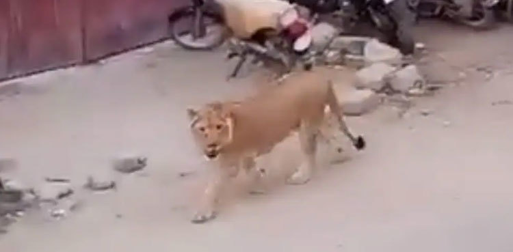 Lion on the loose: Wildlife dept arrests five in Karachi