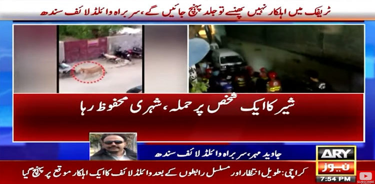 WATCH: Lion spotted on Karachi’s Shahrea Faisal