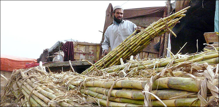 Sindh sets sugarcane support price