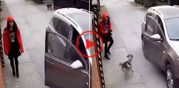 Viral Video: Dog wins hearts by saving schoolgirl from kidnapping