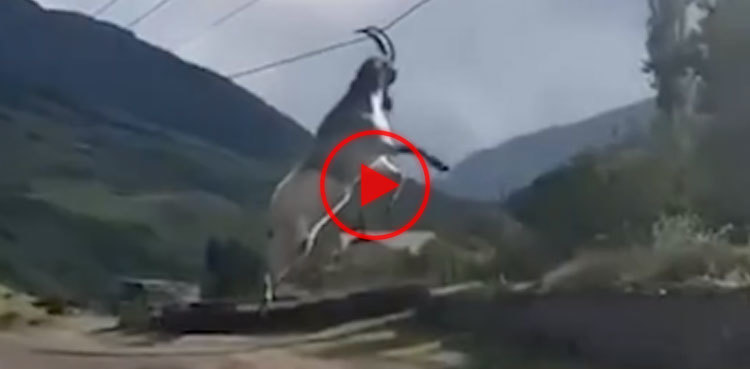 Watch: Goat swings on power lines after horns get entangled