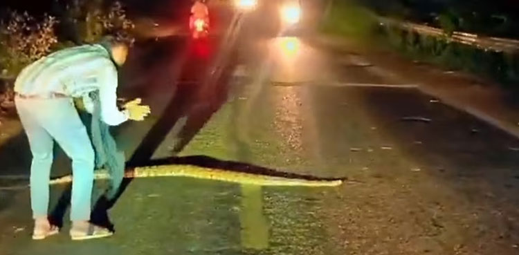 Viral video: Man halts traffic to assist 10-foot python to cross road