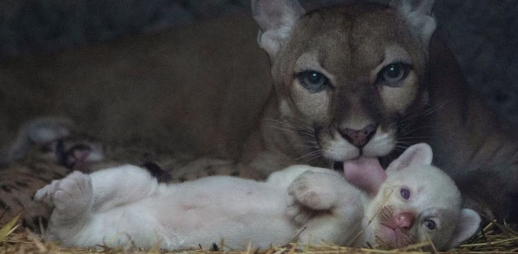 Rare albino puma cub born in Nicaragua zoo