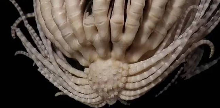 Terrifying creature with 20 arms found in Antarctica