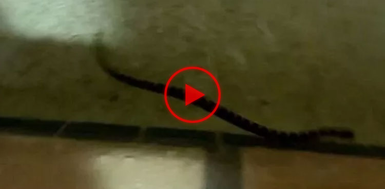 Watch: Snakes swim in hotel's swimming pool, hot tub