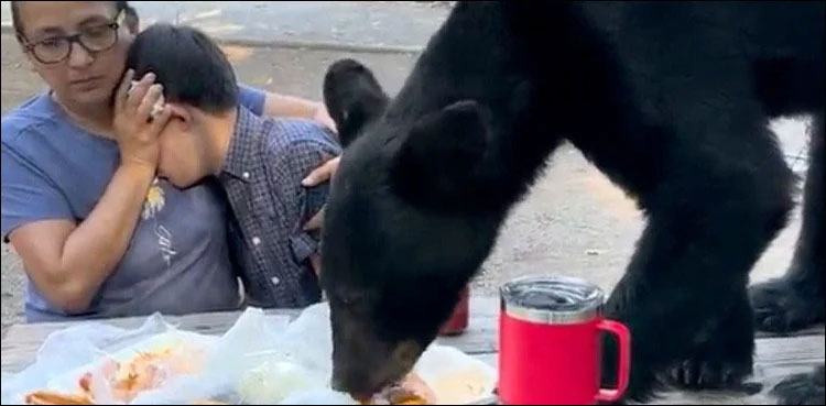 Viral video: Family freezes as bear crashes their picnic party