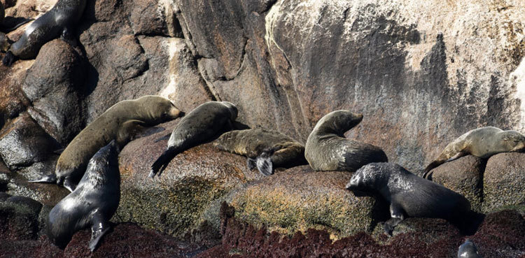 Bird flu kills 400 seals, sea lions in Uruguay
