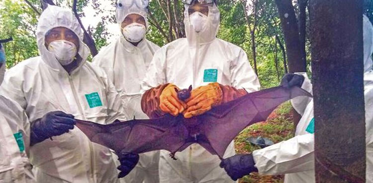 What is the Nipah virus and how is it treated?