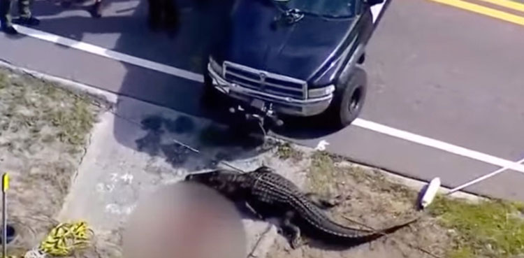 Alligator killed after Florida woman's body found in jaws