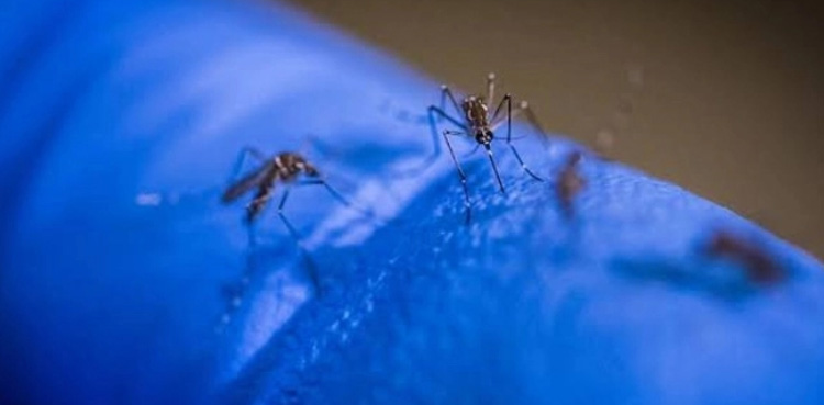 Dengue cases continue to raise across Sindh