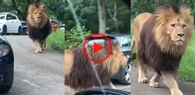 Watch: Lion causes fear, panic on street