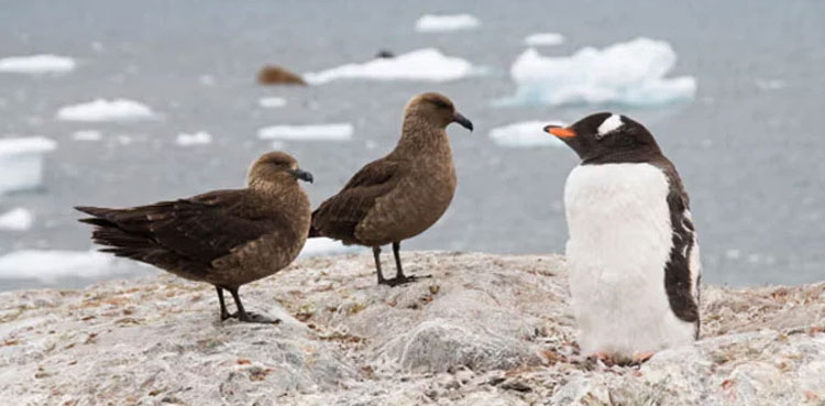 Bird flu detected in Antarctica region for first time