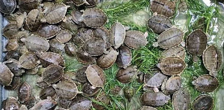 Hundreds of baby Gangetic turtles rescued in crackdowns