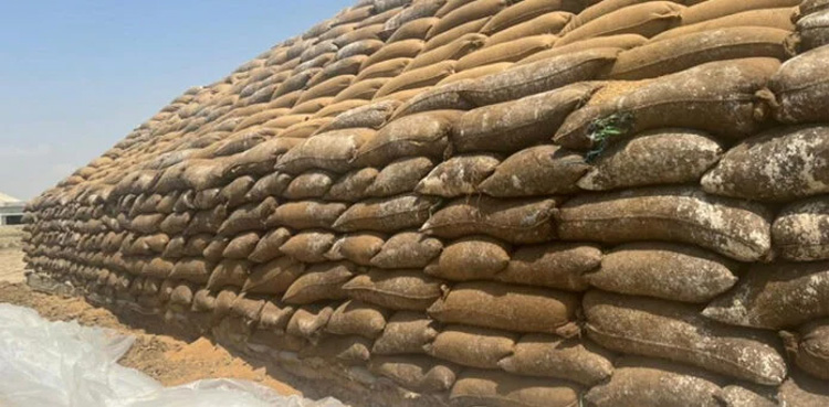 Damaged wheat worth billions up for auctions