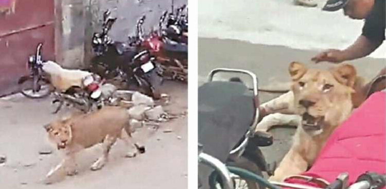 Karachi court confiscates pet lion, fines owner