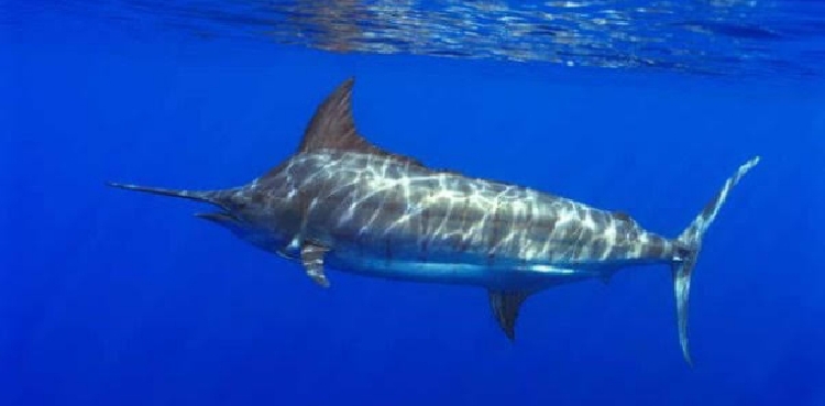 Giant Marlin fish caught off Karachi coast
