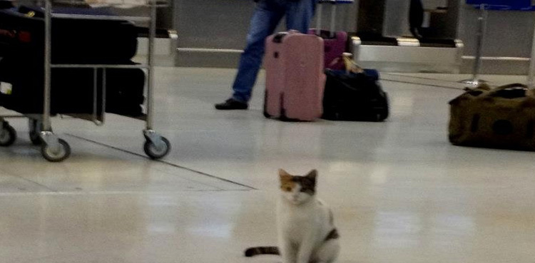 Feline intrusion: Unusual incident at Lahore international airport